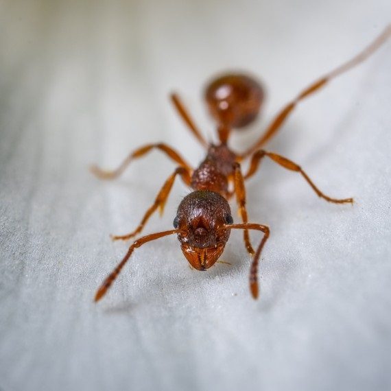 Field Ants, Pest Control in Hounslow West, Hounslow Heath, Cranford, TW4. Call Now! 020 8166 9746
