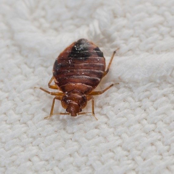 Bed Bugs, Pest Control in Hounslow West, Hounslow Heath, Cranford, TW4. Call Now! 020 8166 9746