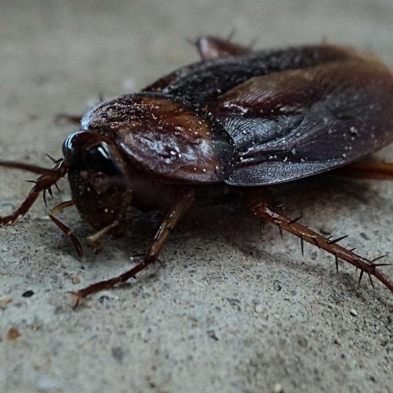 Cockroaches, Pest Control in Hounslow West, Hounslow Heath, Cranford, TW4. Call Now! 020 8166 9746
