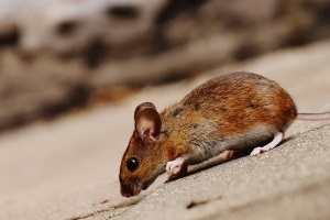 Mouse extermination, Pest Control in Hounslow West, Hounslow Heath, Cranford, TW4. Call Now 020 8166 9746