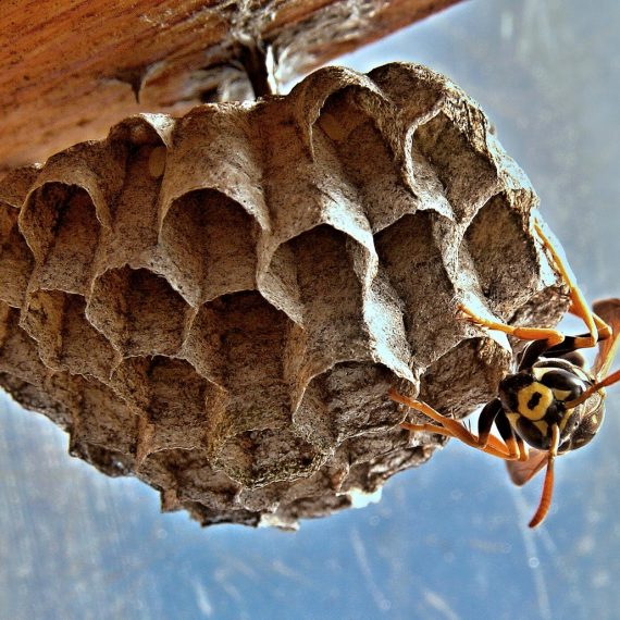 Wasps Nest, Pest Control in Hounslow West, Hounslow Heath, Cranford, TW4. Call Now! 020 8166 9746