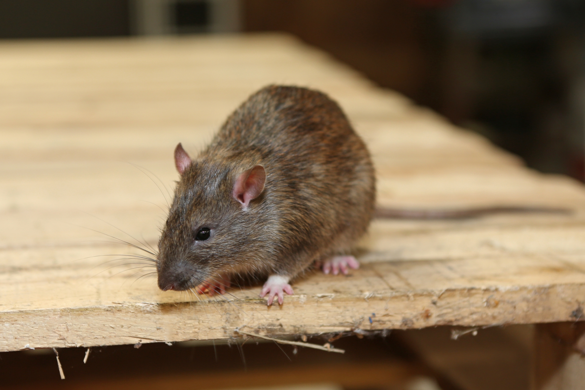 Rat extermination, Pest Control in Hounslow West, Hounslow Heath, Cranford, TW4. Call Now 020 8166 9746