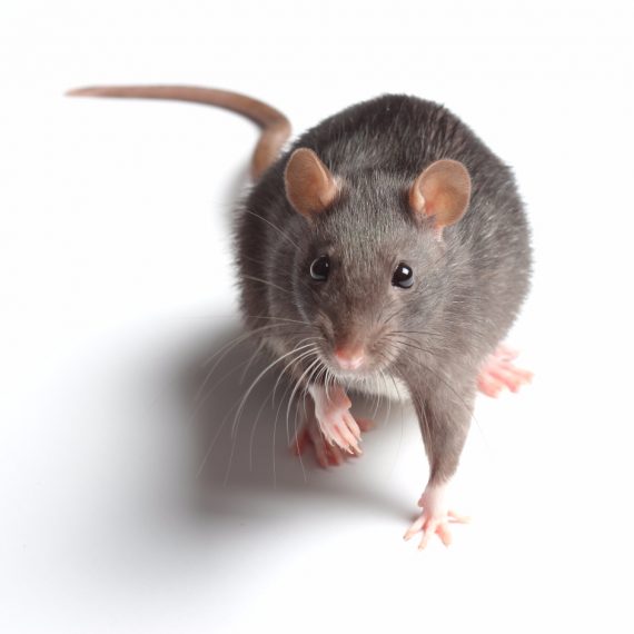 Rats, Pest Control in Hounslow West, Hounslow Heath, Cranford, TW4. Call Now! 020 8166 9746
